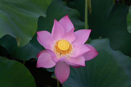 Loto Rosa, Hojas, Naturaleza
