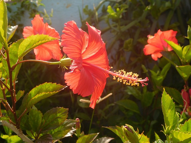 Free Hibiscus Foreground Flower photo and picture