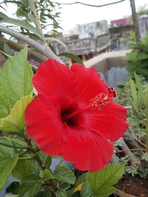 Free Hibiscus Flower photo and picture