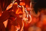 Random: nature, garden flower, hemerocallis, petals, flora, orange daylily, lily, sun, bright, flower details, background, flower background, summer, warmth, orange, silhouette, natural beauty, macro photography, design element, nature in detail