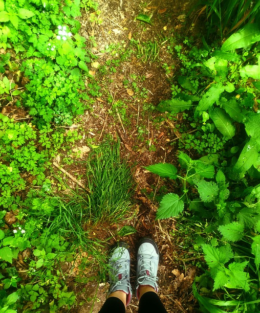 Free Path Nature photo and picture