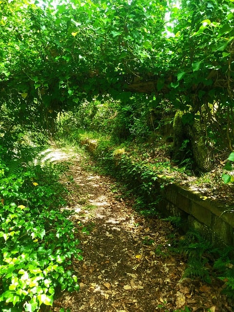Free Forest Nature photo and picture