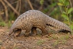 Random: pangolin, endangered species, forest habitat, exotic animal, soft lighting, detailed texture, animal portrait, nature photography, animal scales, rare species, natural environment, wildlife conservation, interesting creature, protection, interesting texture, scaled animal, nature, natural history photography, documentation, nocturnal animal