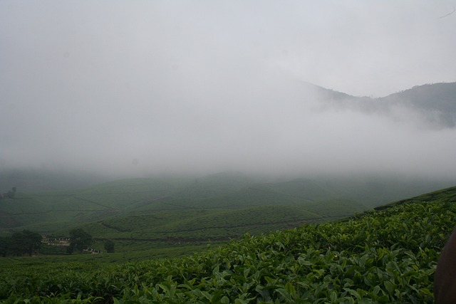 Free Nature Fog photo and picture