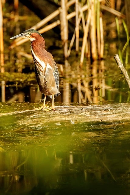 Free Bird Heron photo and picture