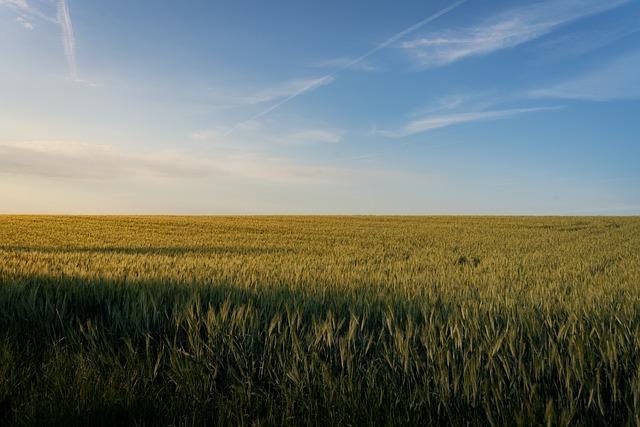 Free Field Meadow photo and picture