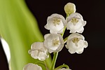 Random: lily of the valley, flowers, plant, nature, toxic, flower background, poisonous, bloom, white, petal, garden, botany, blooming, delicate, foliage, bouquet, flower wallpaper, romantic, beautiful flowers, charming, spring