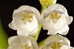 Random: lily of the valley, convallaria majalis, flowers, bunch, plant, nature, toxic, poisonous, flora, bloom, white, blossom, flower background, close-up, spring flower, delicate, fragrant, gardening, unique, flower wallpaper, ornamental, beautiful flowers, fragile