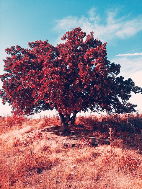 Free Tree Autumn photo and picture
