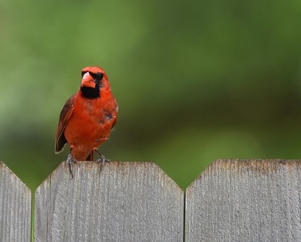 Free Cardinal Bird photo and picture