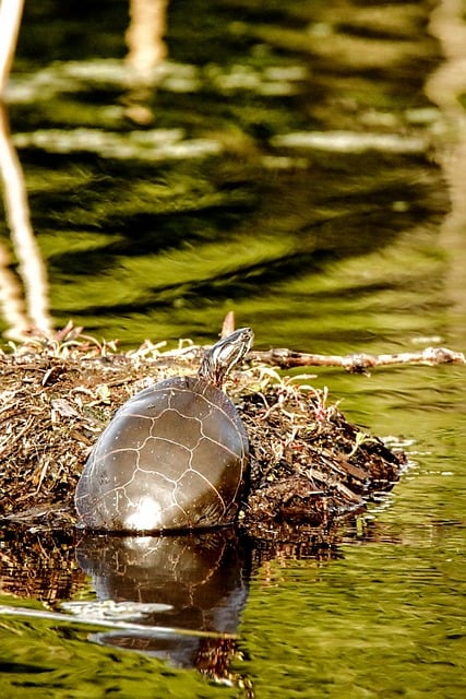 Free Turtle Nature photo and picture