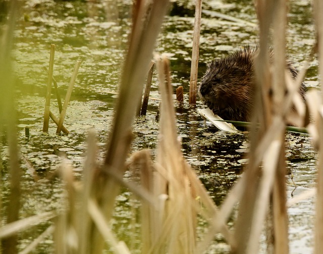 Free Muskrat Wildlife photo and picture