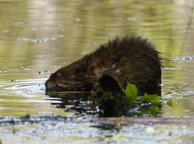 Free Muskrat Nature photo and picture
