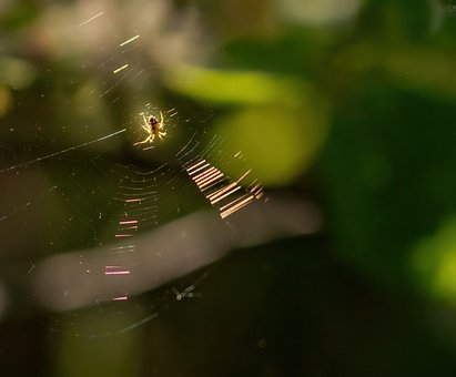 Free Spider Spider Web photo and picture
