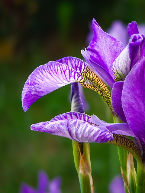 Free Flower Nature photo and picture
