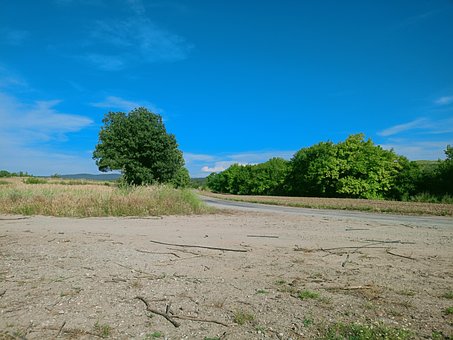 Free Tree Landscape photo and picture