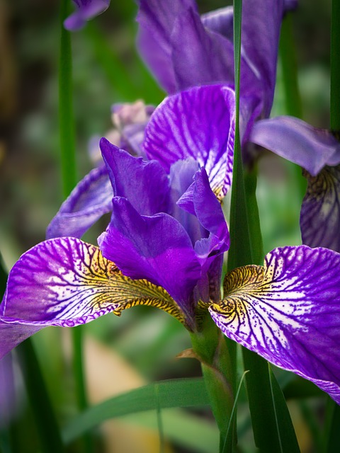 Free Flower Nature photo and picture