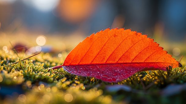 Free Autumn Leaf Red Leaf photo and picture