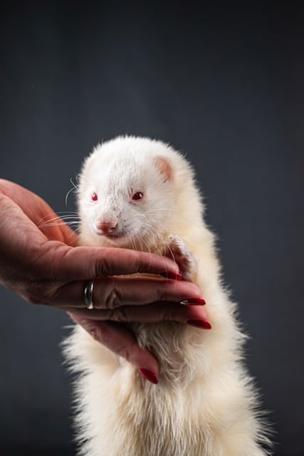 Albino, Animal, Lindo, Mascota, Hurón