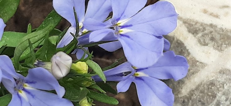 Free Violets Blue Flowers photo and picture
