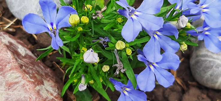Free Purple Flower Garden Flower photo and picture