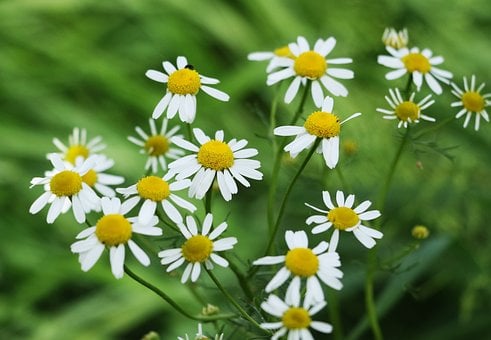 Free Flowers Nature photo and picture