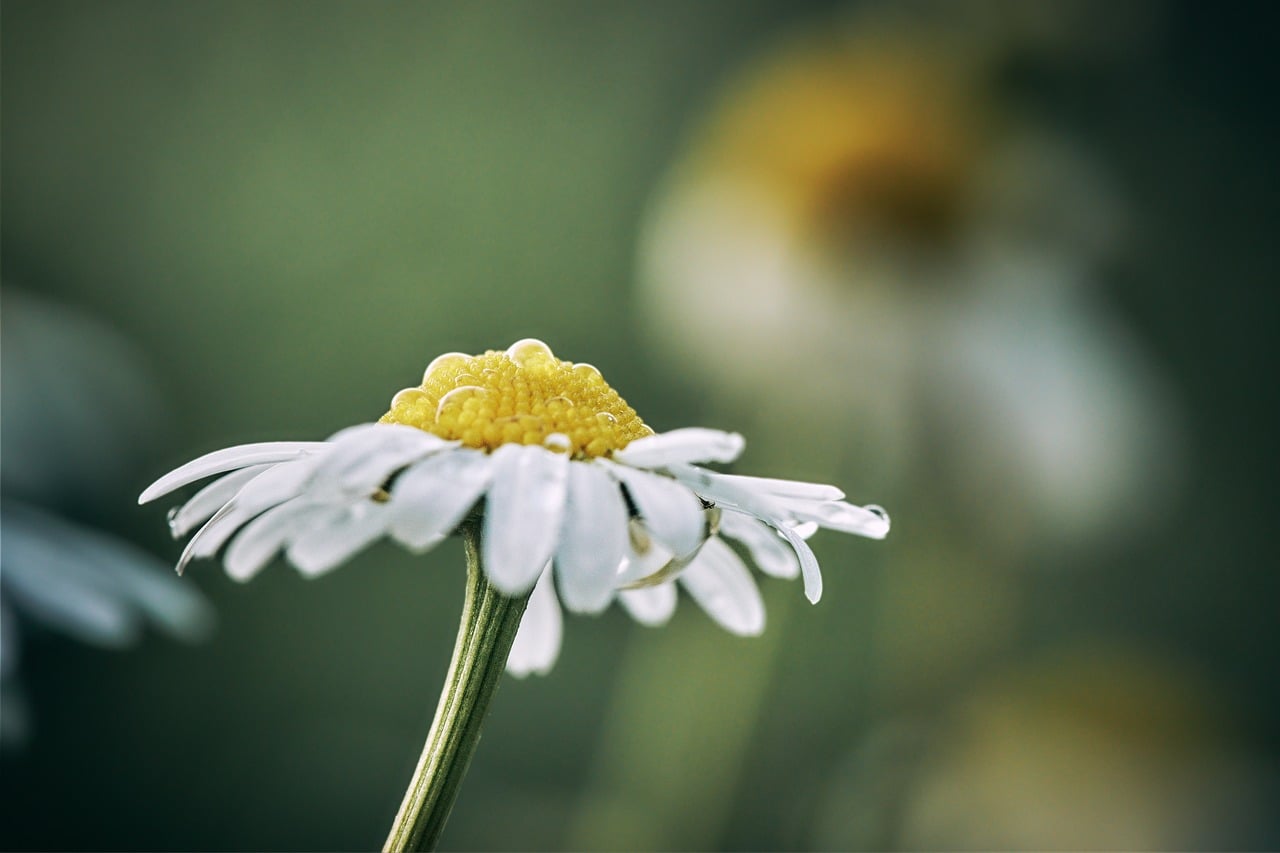 Daisy - free online jigsaw puzzle photo