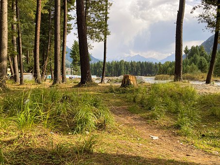 Wald, Bäume, Baumstumpf, Berge, Gras