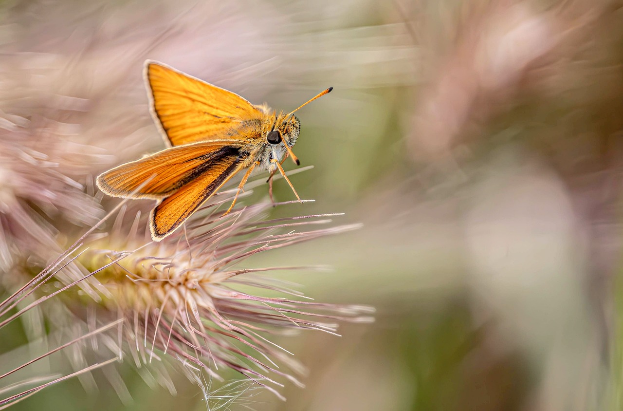 Butterfly - free online jigsaw puzzle photo