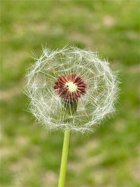 Free Dandelion Seeds photo and picture
