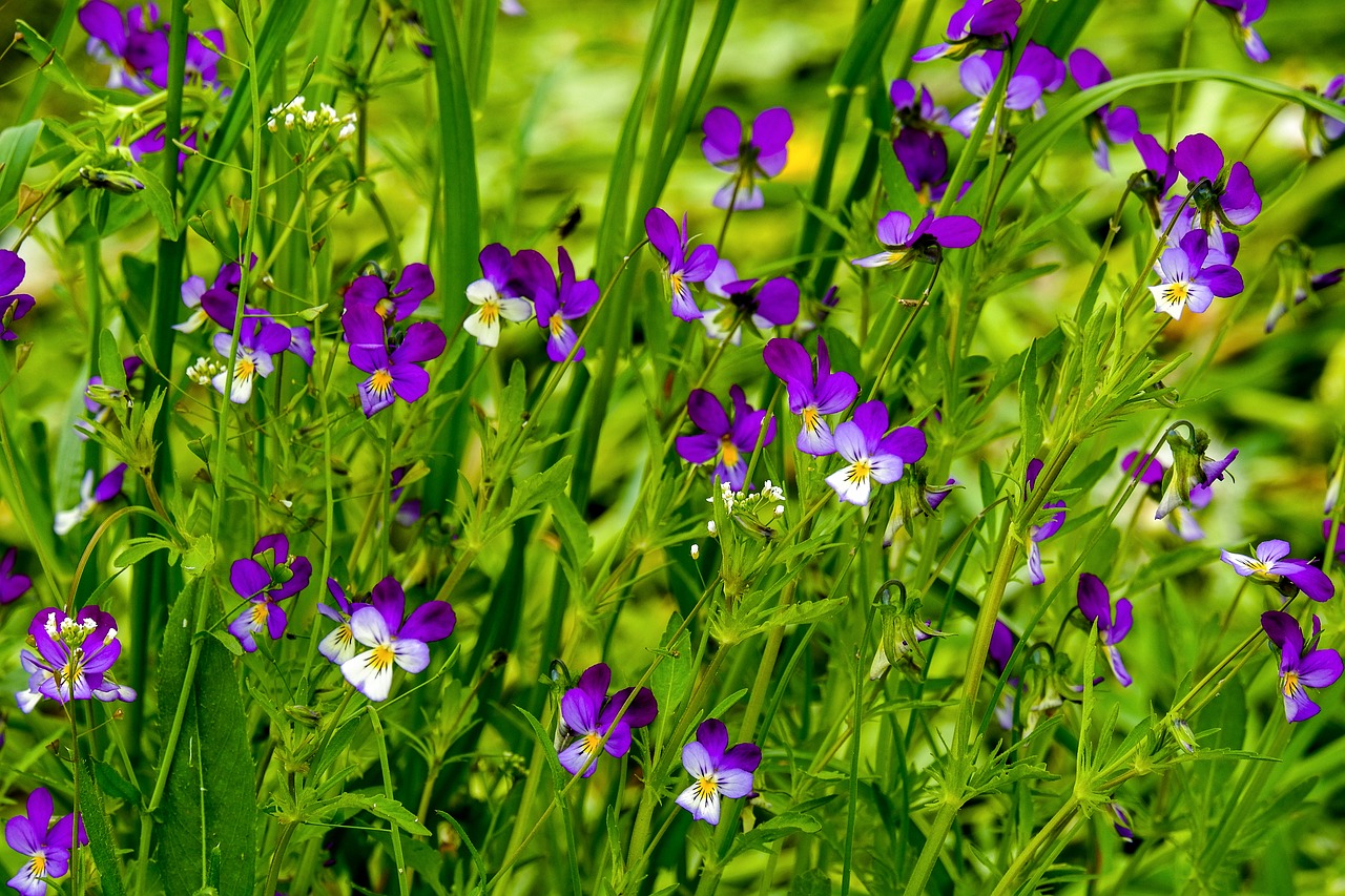 Free Spring Images Violets Flowers Violets Nature - Free photo on Pixabay