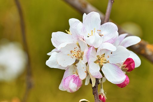 Apfelblüten, Frühlingsblumen