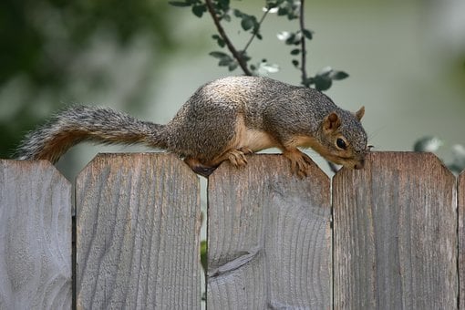 Free Squirrel Animal photo and picture