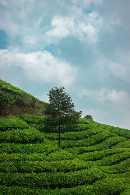 Free Nature Green Tea Plantation photo and picture