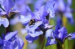 Random: bumblebee, flower wallpaper, insect, siberian iris, flower, flower background, nature, garden, blue, close-up, green, wings, blurred, beautiful flowers, violet, pollination, fly, iris, summer, ecosystem, macro, beauty, nectar