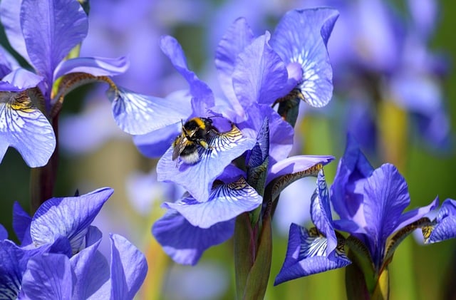 Bumblebee Insect Siberian Iris - Free photo on Pixabay