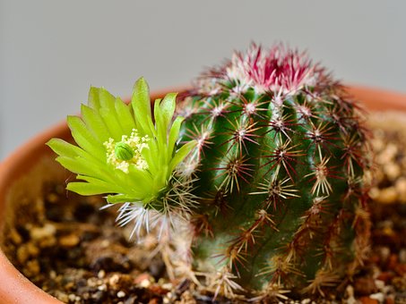 Kaktus, Blume, Flora, Sukkulent, Grün
