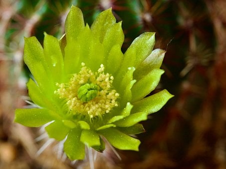 Kaktus, Sukkulent, Blume, Nahaufnahme