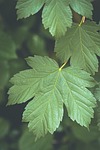 Random: leaves, nature, green, maple leaf, leaf details, leaf texture, botany, green environment, botanical garden, outdoors, leaf pattern, ecology, biosphere, plant photography, natural habitat, tranquility, peaceful nature, outdoor scenery, leaf vein, macro photography