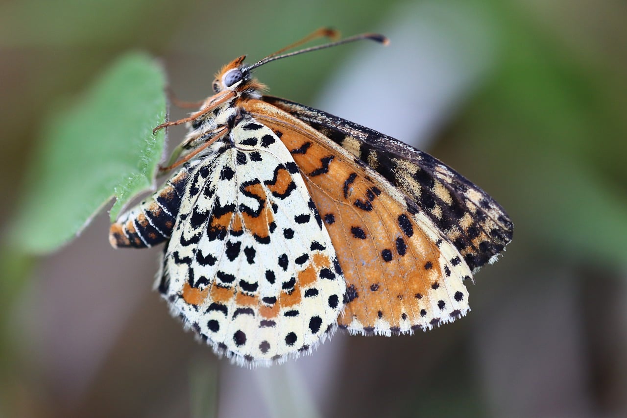 Butterfly - free online jigsaw puzzle photo
