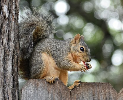 Free Fox Squirrel photo and picture