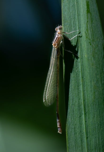 Free Dragonfly Insect photo and picture