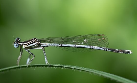 Free Dragonfly Insect photo and picture