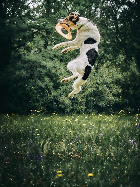 Hund, Scheibe, Frisbee, Natur, Sprung