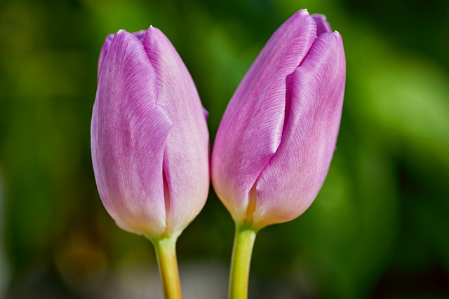 Tulpe, Rosa, Blumentapete, Zwei, Natur