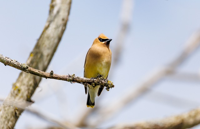 Cedro, Zorzal, Pájaro, Vida Silvestre