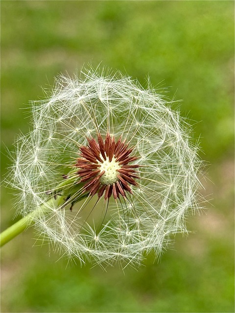 Free Dandelion Seeds photo and picture