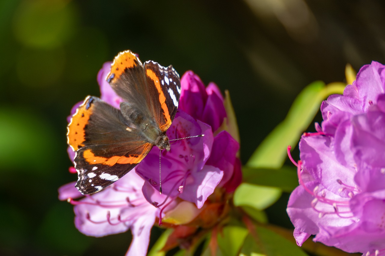 Rhododendron Schmetterling Admiral - Kostenloses Foto auf Pixabay