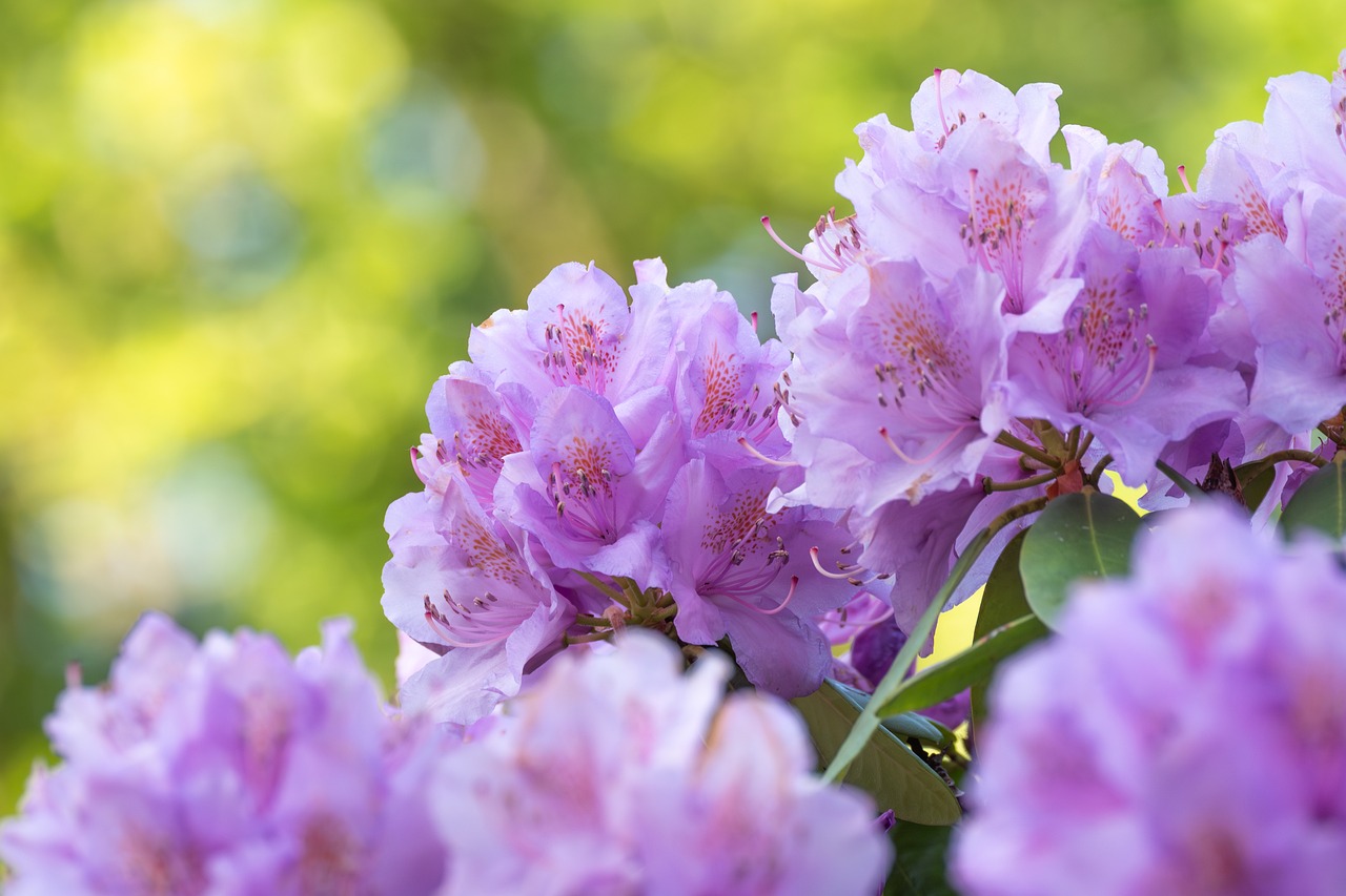 Rhododendron Violett Blumen - Kostenloses Foto auf Pixabay
