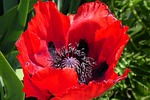Random: flower, poppy, red, nature, garden, pollination, macro, summer, petal, stamen, botany, outdoor, beauty, spring, detail, vibrant, plant life, focus, delicacy, vivid colors